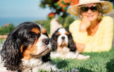 Defocused senior smiling woman lying down in the meadow with her two cavalier king charles spaniel...