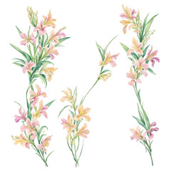 Watercolor drawing with Gladiolus and leaves. Mother's Day card. Floral design with Gladiolus flowers. Templates for design, botanical illustration in watercolor style. Generative AI