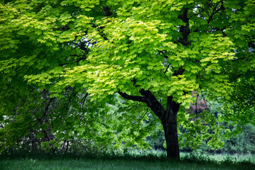 Spring Green Leaves on Maple Tree