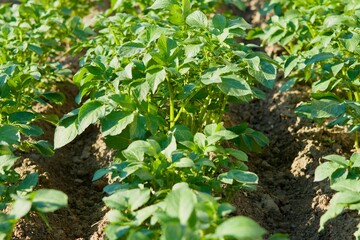 Potatoes in the field