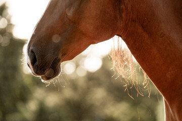 Beautiful horse nose snout in sunset light