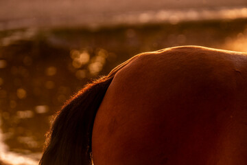 fat bum on horse ass in sunset light