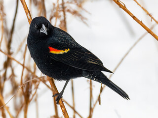 Red Winged Blackbird on the branches