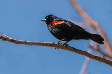 Red winged blackbird perched on a branch