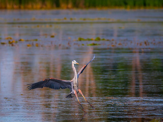 Great blue heron landing on the water in the morning sunshine