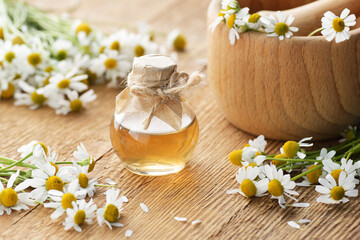 Chamomile essential oil on rustic wooden background with fresh flowers nearby, copy space, natural...