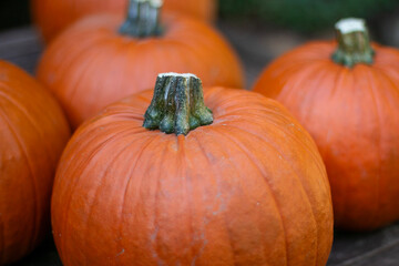 pumpkins on the ground