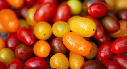 colorful small tomatoes 