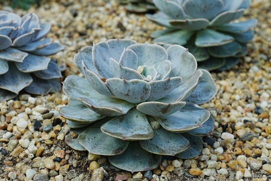 Echeveria desmetiana is a species of succulent plant belonging to the genus Echeveria within the family Crassulaceae. Echeverias are popular for their rosette-shaped