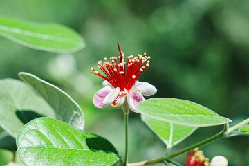 Acca sellowiana, previously known as Feijoa sellowiana, is a fruit-bearing shrub or small tree native to South America, particularly regions of Brazil, Uruguay, and Argentina. 