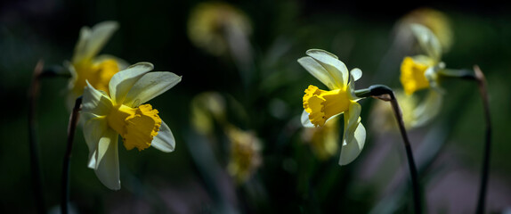 Picturesque panorama of Narcissus.Terry daffodil. Panorama of flowers in the garden.