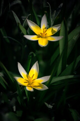 Delicate sunny color of a perennial flower.Simple and delicate petals. Narcissus is unique.Dwarf daffodil.