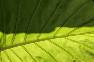 Nature leaf, green tropical forest, background