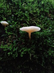 mushroom in the forest