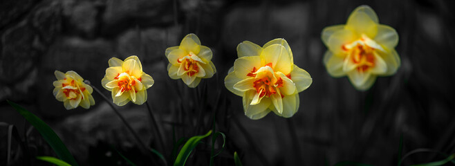 Panoramic picture with daffodils. Bright yellow flowers on a black background.Close-up of daffodils.
