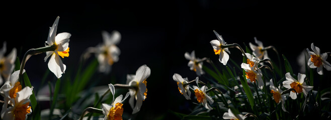 Panoramic picture with daffodils. Bright yellow flowers on a black background.Close-up of daffodils.
