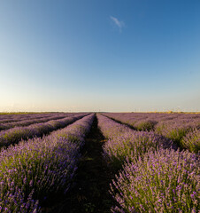 Obraz premium lavender field region
