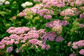 Close up image of little pink flowers in the park with green background. - obrazy, fototapety, plakaty