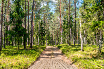Fototapeta na wymiar Gravel road with wooden footpath among trees of pine forest