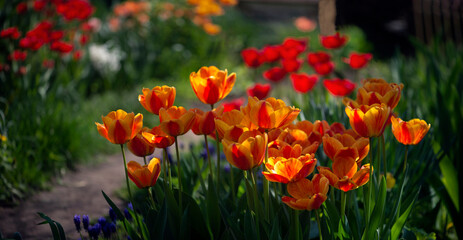 Obraz premium Open buds, bright orange tulips.Panorama of a garden plot with tulips.Spring flower.Big tulip bush in the garden.
