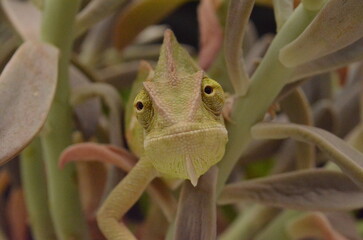 Beautiful and colorful juvenile female chameleon in natural plants