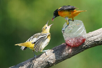 Male Baltimore Oriole feeding chick on branch with chick showing begging behaviour