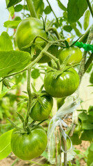 green tomatoes on bushes in the greenhouse