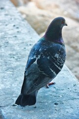Bird-Main Character 