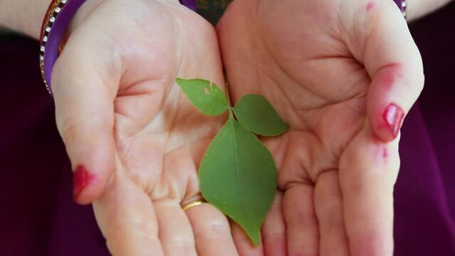 devotee holding holy Aegle marmelos or Bael leaf in hand from different angle at day