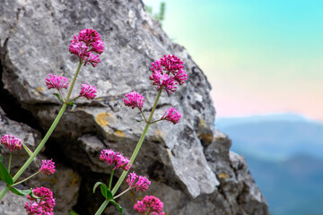 A pink aromatic wildflower grow on rocks. Red valerian on the rocks in nature. Centranthus ruber.