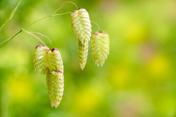 A great quaking grass plant isolated on green. Briza maxima.