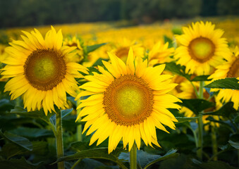 Obraz premium Sunflowers looking at camera
