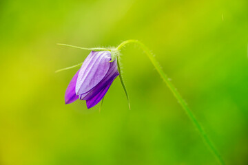 A spreading bellflower with purple flowers. Wild flower isolated on green background. Campanula patula.
