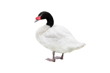 black necked swan  isolated on white background