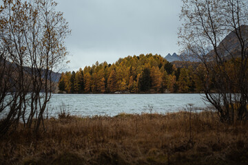 A forest of yellow larches on a small island in the middle of the Sils Lake, in Switzerland, during a cloudy autumnal day