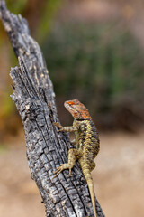 A female desert spiny lizard, Sceloporus magister, displaying breeding colors of orange and yellow while basking on a fallen dead log in the Sonoran Desert. Pima County, Tucson, Arizona, USA.