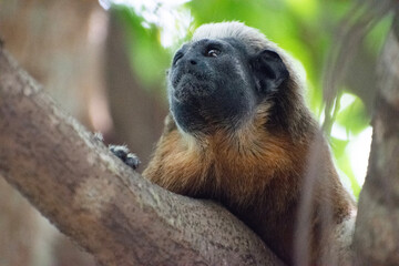 Detailed close-up portrait of a wild Cotton-top Tamarin (Saguinus oedipus) looking up from a tree branch in Colombia