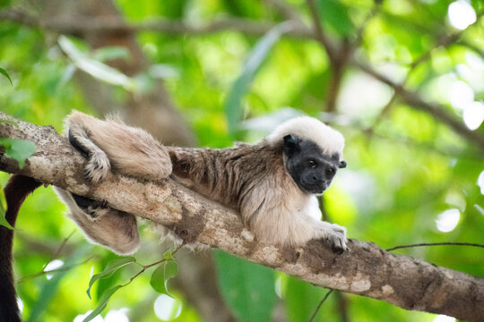 Cotton-top tamarin lying on a tree branch in the tropical forest (Mono titi cabeza blanca) Colombia