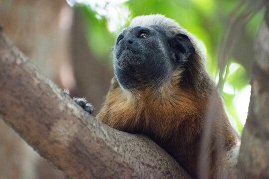 titi monkey in the tree (Mono titi cabeza blanca)
