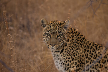 Portrait of a leopard in Namibia, Africa