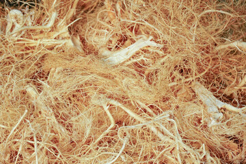 CBD and THC in dried cannabis roots, marijuana plant cultivation.closeup background.