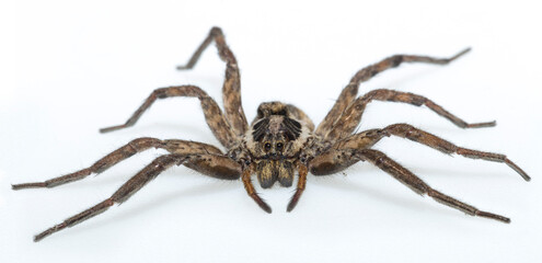 Hogna radiata is a species of wolf spider.