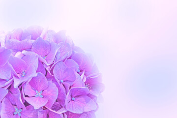 Fototapeta premium Purple hydrangea or hortensia flower background.