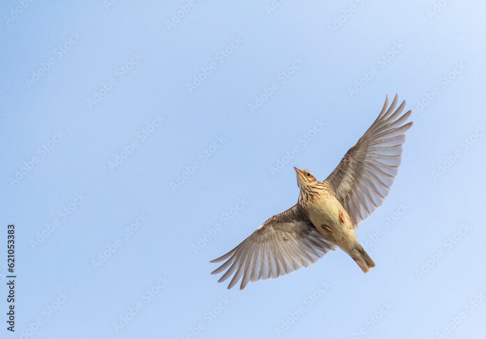 Wall mural Wood Lark, Lullula arborea