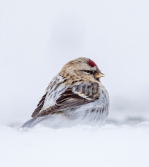 Arctic Redpoll, Acanthis hornemanni