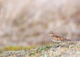 Wood Lark, Lullula arborea