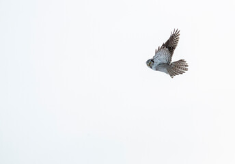 Fototapeta premium Northern Hawk Owl, Surnia ulula