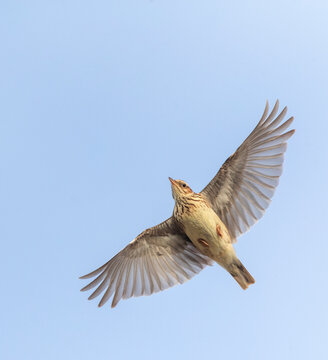 Wood Lark, Lullula arborea