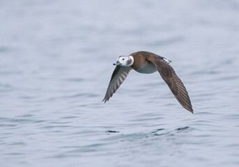 Long-tailed Duck, Clangula hyemalis