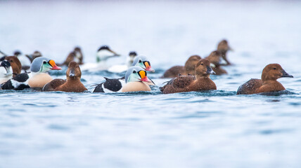 King Eider, Somateria spectabilis